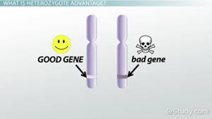 Which of the following genetic crosses would be predicted to give a phenotypic ratio of 9:3:3:1? Heterozygote Advantage Example Overview Video Lesson Transcript Study Com