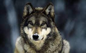 Hd alpha wolf images download free wallpapers for desktop, smartphone, tablet etc. Wolf Hd Wallpapers Desktop And Mobile Images Photos