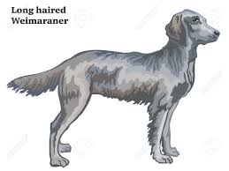 The length of the dog's hair is the sole difference between the long and short haired weimaraners. Colorful Decorative Portrait Of Standing In Profile Longhair Weimaraner Vector Isolated Illustration On White Background Royalty Free Cliparts Vectors And Stock Illustration Image 99110132