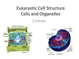 This is probably the only part of a cell that you remember from middle hint: Plant And Animal Cells Grade 4 Unit 3 Lesson 1 Topics Covered Cell Definition Parts Of Plant And Animal Cells Comparison Of Plant And Animal Cells Different Ppt Download