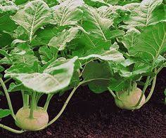 Kohlrabi Anbauen Tipps Fur Eine Gute Ernte Pflanzen Garten Garden Types