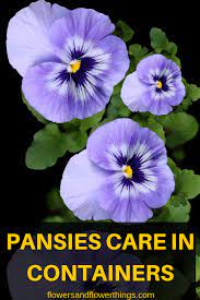 Pin On Best Of Flowers And Flowerthings