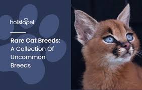 ‪Rare Cat Breeds: A Collection Of Uncommon Breeds‬‏
