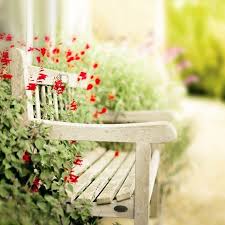 Bench Garden Photography Flowers Summer Home Decor