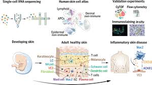 Skin pro sf tool version 9. Developmental Cell Programs Are Co Opted In Inflammatory Skin Disease Science