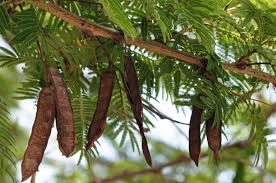 Image result for Acacia polyacantha