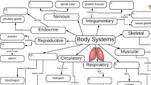 Body Systems Graphic Organizer