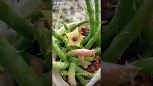 Image result for Huernia leachii