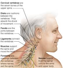 For example, the deltoid is the muscle responsible for the definition of our shoulders. Know Your Neck The Cervical Spine Saint Luke S Health System