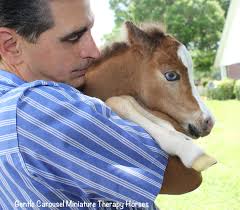 Before and After. Therapy horse Sunshine is a sweet blue-eyed girl.  #ThrowbackThursday #GentleCarousel