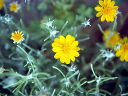 Image result for Tephrosia dasyphylla