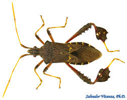 Image result for Philenoptera bussei