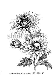 Chrysanthemum flowers by keika hasegawa. Chrysanthemums Drawing At Getdrawings Free Download