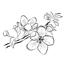Satz Kirschbluten Sammlung Blumen Von Kirschblute Schwarzweiss Zeichnung Von Fruhlingsblumen Lineare Kunst Tatowierung Vektor Abbildung Illustration Von Tatowierung Sammlung 119792691