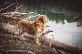 This litter comes with akc registration. Denzil S Goldens Akc Golden Retrievers For Your Family