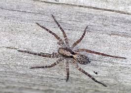 Visitors have access to the lake from a public boat landing. Bug O The Week Thin Legged Wolf Spider Riveredge Nature Center