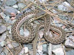 Garter snake morph, cedar rapids, iowa. Species Profile Eastern Garter Snake Thamnophis Sirtalis Srel Herpetology