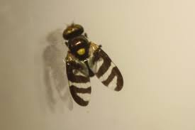 Image result for Kyphocarpa cruciata