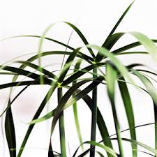 Image result for Cyperus mollipes