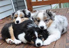 Australian Shepherd Breeders Virginia Cute Dogs Aussie Puppies Puppies