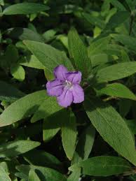 Image result for Ruspolia australis