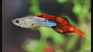 Poecilia Reticulata Guppy Fish Aquarium Fish Betta Aquarium