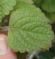 Image result for Equilabium laxiflorum