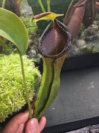 Image result for Nesaea spathulata