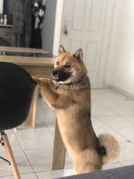 shiba inu mal pour saillie en 2021 chien shiba inu chien shiba shiba inu