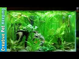 Betta fish, also known as siamese fighting fish, are some of the most colorful and elegant species of freshwater fish. Betta Fish Community Tank Aquatic Videos