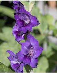 Image result for Gladiolus velutinus