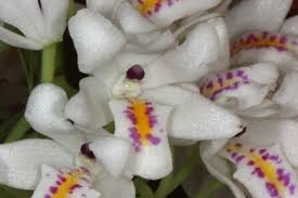 Image result for Polystachya melanantha