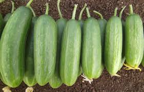 Yes and no, mike bohl, md, mph, from digital men's health clinic roman , tells health. Top 12 New Fruit And Vegetables Developed In Israel Israel21c