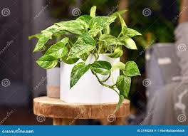 Image result for Epipremnum en casa