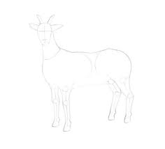 Zeichnen lernen bedeutet zunächst, das material kennen zu lernen und zu beobachten. Wie Zeichnet Man Eine Ziege Schritt Fur Schritt Design Illustration Website Entwicklung Computerspiele Und Mobile Anwendungen