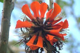 Image result for Erythrina × coddii