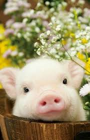 What Could Make For A Better Pick Me Up Than An Album Dedicated To The Cutest Animals On The Planet In 2020 Baby Animals Pictures Cute Animal Photos Cute Baby Animals