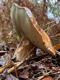 Cepe De Bordeaux Boletus Edulis 2019 Bolet Cepes Champignon