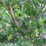 Image result for Afrocanthium mundianum