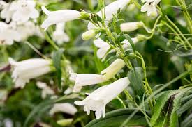 Image result for Penstemon hartwegii