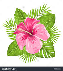 Illustration Beautiful Pink Hibiscus Flowers Blossom And Tropical Leaves Isolated On White Background Ra Dessin Hibiscus Croquis De Fleurs Fleurs Tropicales