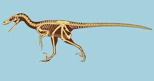 Artwork By Scott Hartman Reveals The Bone Structure Of Velociraptor Velociraptor Dinosaur Jurassic Park