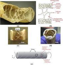 We did not find results for: Reinforcements In Avian Wing Bones Experiments Analysis And Modeling Sciencedirect