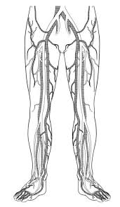 Blood clotting, or coagulation, is an important process that prevents excessive bleeding when a blood vessel is clots can occur in veins or arteries, which are vessels that are part of the body's circulatory system. Deep Vein Thrombosis Dvt Symptoms Causes Treatment Prevention