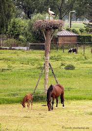 Radeln Auf Der Hanseroute Mit Dem Fahrrad Nach Hasselt Und Kampen Radeln Radtour Ausflug