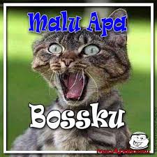 Over the weekend, the phrase malu apa bossku had even made its way into the popular song contest anugerah juara lagu 33, prompting najib to tout his own popularity. Malu Apa Bossku Photo Sticker Frame Fur Android Apk Herunterladen