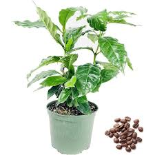 Image result for Coffea