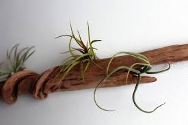 Driftwood is ideal for handmade accents, room furniture, and lighting fixtures in eco style. 10 Diy Driftwood Decoration Ideas To Create A Unique Home Decor