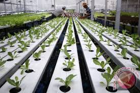 Khusus di kbri kuala lumpur, sampaikan laporan anda ke fungsi tenaga kerja atau fungsi konsuler (satuan tugas pelayanan & perlindungan wni). Sektor Pertanian Paling Banyak Serap Tenaga Kerja Antara News