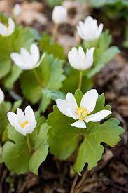 The vines grow 15 to 20 feet (4.5 to 6 m.) long and bear white or yellowish flowers in spring. The Garden Of God Spring Perennials Woodland Flowers Flowers